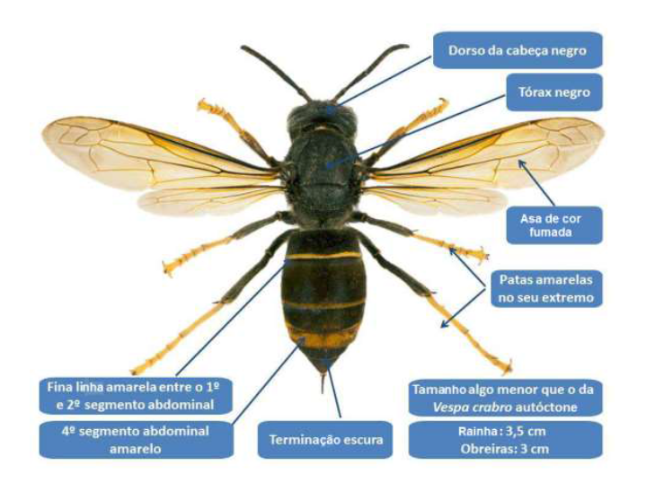 Vespa Asiática - Câmara Municipal de Penafiel